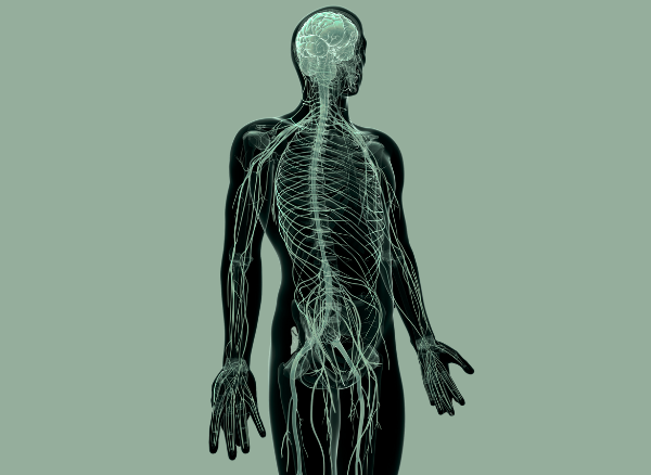 Anatomski prikaz človeškega telesa s poudarjenim mišično-skeletnim sistemom. Prikazana je hrbtenica, rebra, živčni sistem in mišična struktura v rentgenskem slogu z zelenkastim odtenkom. Slika ilustrira kompleksnost telesnih struktur, s katerimi dela fizioterapevt pri obravnavi gibalnih motenj.