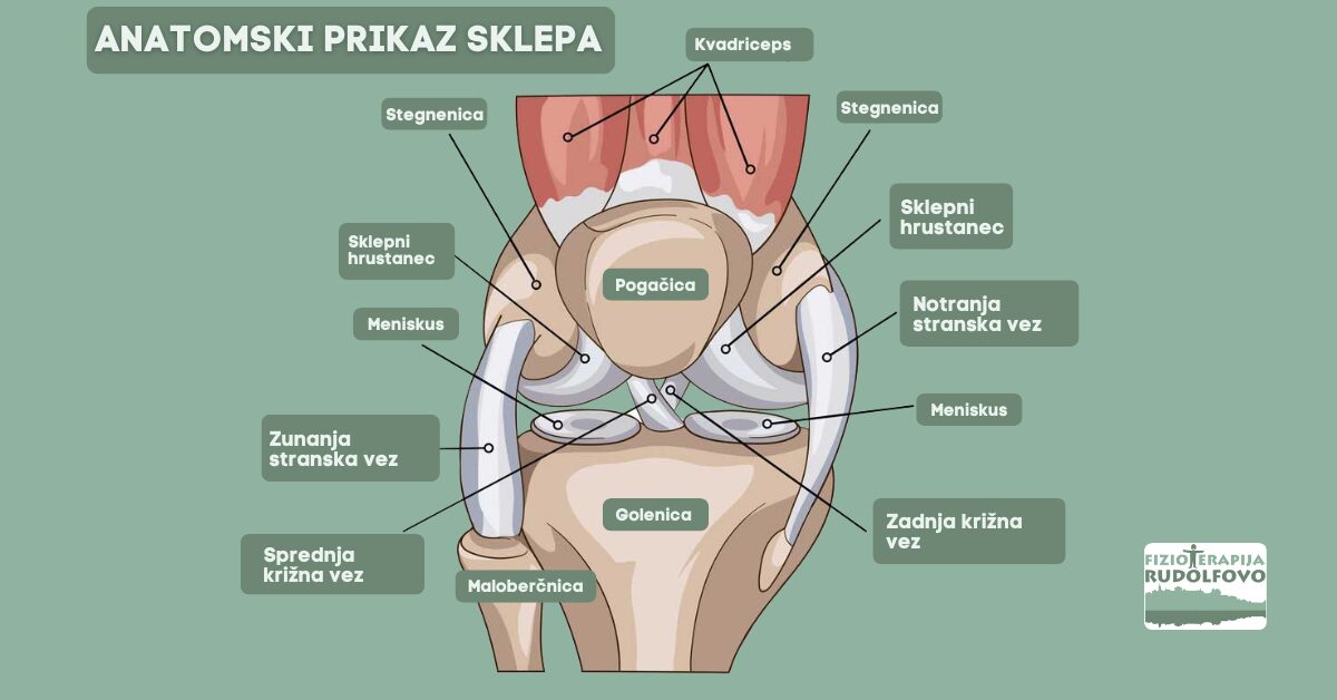 Anatomski prikaz zdravega sklepa s označenimi deli - sklepni hrustanec, sklepna tekočina, meniskus, stegnenica, golenica, pogačica, križne vezi