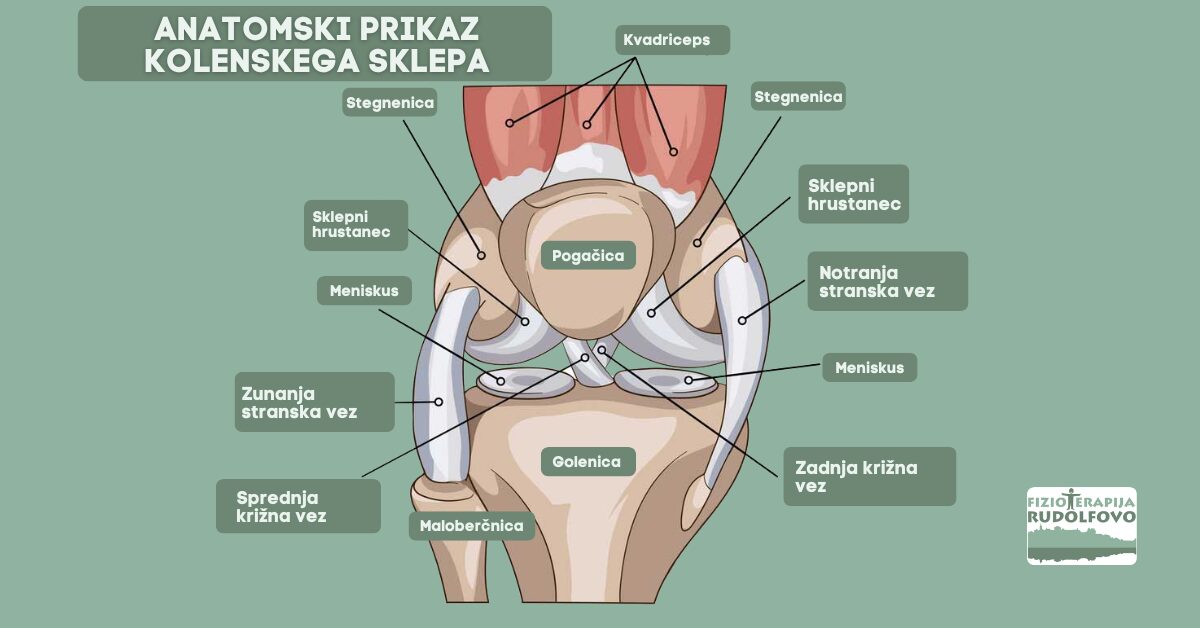 Anatomija kolenskega sklepa s sprednjo križno vezjo ACL - označene strukture: stegnenica, golenica, pogačica, meniskusi, vezi