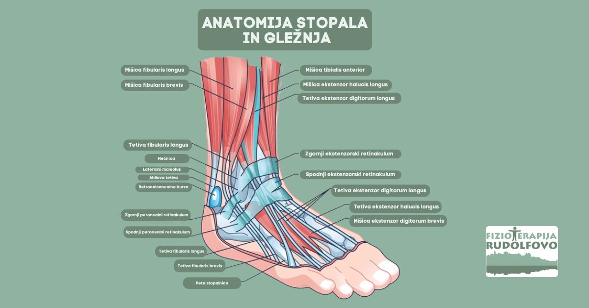 Anatomija stopala in gležnja - prikaz mišic, tetiv in vezi za razumevanje bolečin v gležnju