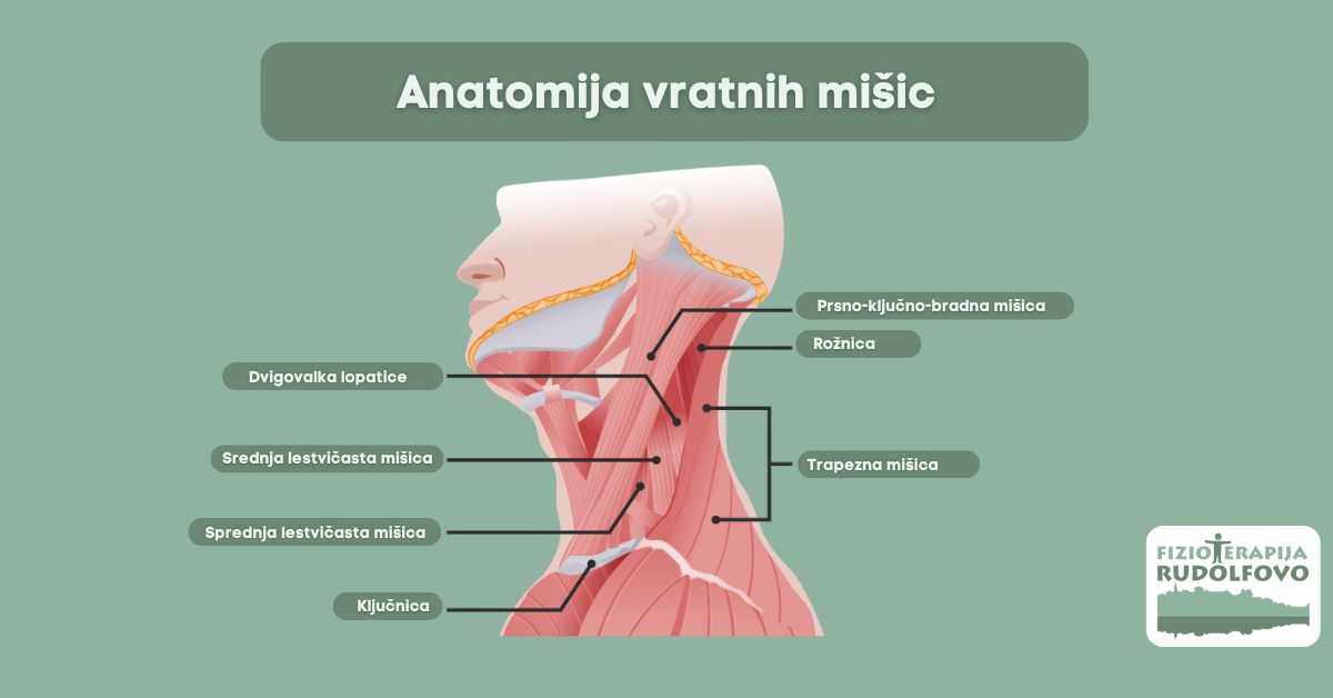Anatomski diagram vratnih mišic s slovenskimi oznakami - trapezna mišica, dvigovalka lopatice, rožnica