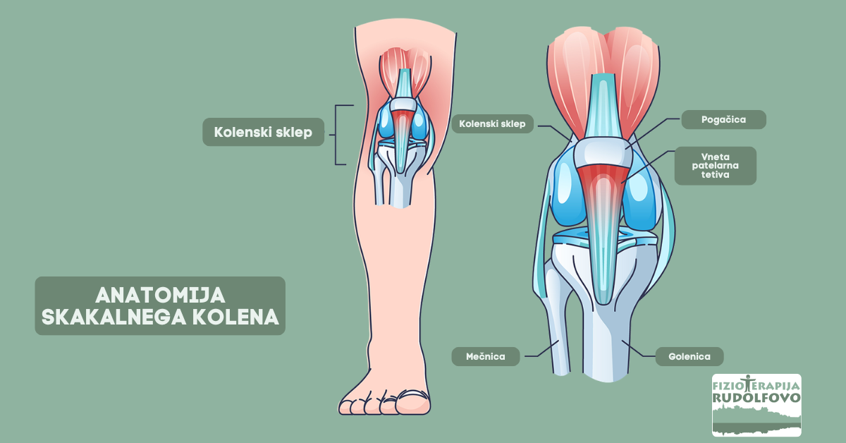 Anatomija kolenskega sklepa s patelarno tetivo pri skakalnem kolenu